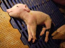 Piglet with taped legs - Australian pig farming - Captured at Golden Grove Piggery, Young NSW Australia.
