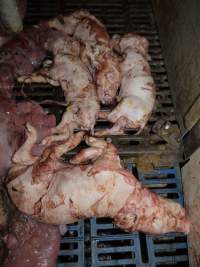 Stillborn piglets in crate - Australian pig farming - Captured at Golden Grove Piggery, Young NSW Australia.