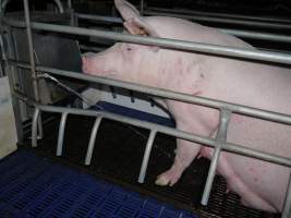 Busted water pipe spraying on sow - Australian pig farming - Captured at Golden Grove Piggery, Young NSW Australia.