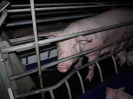 Busted water pipe spraying on sow - Australian pig farming - Captured at Golden Grove Piggery, Young NSW Australia.