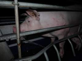 Busted water pipe spraying on sow - Australian pig farming - Captured at Golden Grove Piggery, Young NSW Australia.