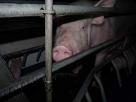 Busted water pipe spraying on sow - Australian pig farming - Captured at Golden Grove Piggery, Young NSW Australia.
