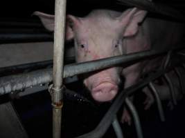 Busted water pipe spraying on sow - Australian pig farming - Captured at Golden Grove Piggery, Young NSW Australia.