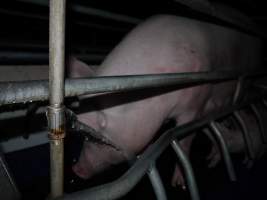 Busted water pipe spraying on sow - Australian pig farming - Captured at Golden Grove Piggery, Young NSW Australia.