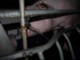 Busted water pipe spraying on sow - Australian pig farming - Captured at Golden Grove Piggery, Young NSW Australia.