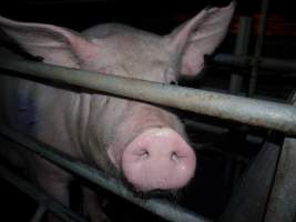 Farrowing crates at Golden Grove Piggery NSW - Australian pig farming - Captured at Golden Grove Piggery, Young NSW Australia.