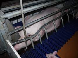 Busted water pipe spraying on sow - Australian pig farming - Captured at Golden Grove Piggery, Young NSW Australia.