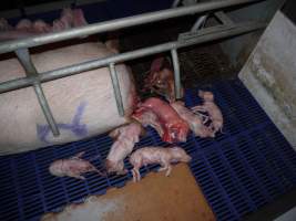 Stillborn piglets in crate - Australian pig farming - Captured at Golden Grove Piggery, Young NSW Australia.