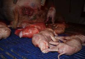 Stillborn piglets in crate - Australian pig farming - Captured at Golden Grove Piggery, Young NSW Australia.