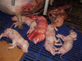 Stillborn piglets in crate - Australian pig farming - Captured at Golden Grove Piggery, Young NSW Australia.