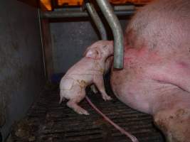 Newborn piglet - Australian pig farming - Captured at Golden Grove Piggery, Young NSW Australia.
