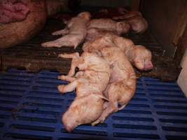 Stillborn piglets in crate - Australian pig farming - Captured at Golden Grove Piggery, Young NSW Australia.