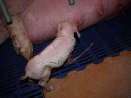 Newborn piglet suckling - Australian pig farming - Captured at Golden Grove Piggery, Young NSW Australia.