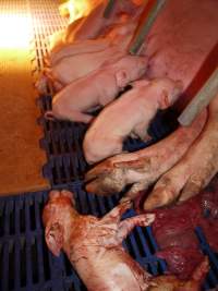 Piglets suckling near stillborn - Australian pig farming - Captured at Golden Grove Piggery, Young NSW Australia.