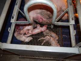 Stillborn piglets - Australian pig farming - Captured at Golden Grove Piggery, Young NSW Australia.