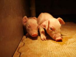 Farrowing crates at Golden Grove Piggery NSW - Australian pig farming - Captured at Golden Grove Piggery, Young NSW Australia.