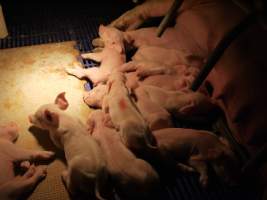 Farrowing crates at Golden Grove Piggery NSW - Australian pig farming - Captured at Golden Grove Piggery, Young NSW Australia.