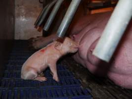 Piglet suckling - Australian pig farming - Captured at Golden Grove Piggery, Young NSW Australia.