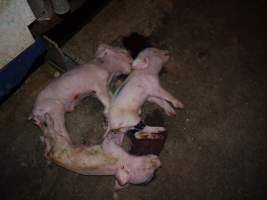 Dead piglets in aisle - Australian pig farming - Captured at Golden Grove Piggery, Young NSW Australia.