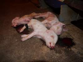 Dead piglets in aisle - Australian pig farming - Captured at Golden Grove Piggery, Young NSW Australia.