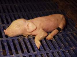 Piglet with taped legs - Australian pig farming - Captured at Golden Grove Piggery, Young NSW Australia.