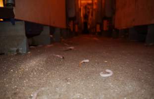 Severed piglet tails - Australian pig farming - Captured at Golden Grove Piggery, Young NSW Australia.