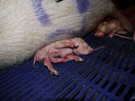 Newborn piglet struggling to move, near stillborns - Australian pig farming - Captured at Golden Grove Piggery, Young NSW Australia.