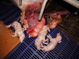 Stillborn piglets - Australian pig farming - Captured at Golden Grove Piggery, Young NSW Australia.