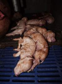 Stillborn piglets - Australian pig farming - Captured at Golden Grove Piggery, Young NSW Australia.