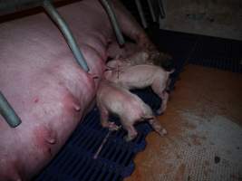 Newborn piglets suckling - Australian pig farming - Captured at Golden Grove Piggery, Young NSW Australia.