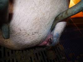 Bars pressing into sow - Australian pig farming - Captured at Golden Grove Piggery, Young NSW Australia.