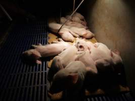 Farrowing crates at Golden Grove Piggery NSW - Australian pig farming - Captured at Golden Grove Piggery, Young NSW Australia.