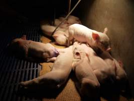 Farrowing crates at Golden Grove Piggery NSW - Australian pig farming - Captured at Golden Grove Piggery, Young NSW Australia.