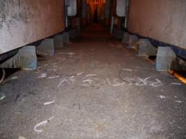 Severed piglet tails littered across aisle - Australian pig farming - Captured at Golden Grove Piggery, Young NSW Australia.