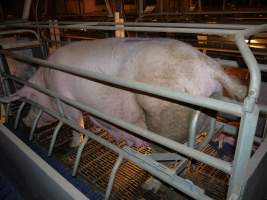 Farrowing crates at Golden Grove Piggery NSW - Australian pig farming - Captured at Golden Grove Piggery, Young NSW Australia.