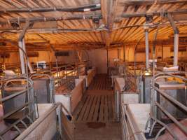 Farrowing crates at Golden Grove Piggery NSW - Australian pig farming - Captured at Golden Grove Piggery, Young NSW Australia.