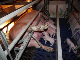 Farrowing crates at Golden Grove Piggery NSW - Australian pig farming - Captured at Golden Grove Piggery, Young NSW Australia.