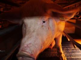 Farrowing crates at Golden Grove Piggery NSW - Australian pig farming - Captured at Golden Grove Piggery, Young NSW Australia.