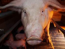 Farrowing crates at Golden Grove Piggery NSW - Australian pig farming - Captured at Golden Grove Piggery, Young NSW Australia.