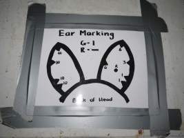 Ear marking chart - Australian pig farming - Captured at Golden Grove Piggery, Young NSW Australia.