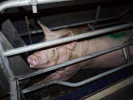 Farrowing crates at Golden Grove Piggery NSW - Australian pig farming - Captured at Golden Grove Piggery, Young NSW Australia.