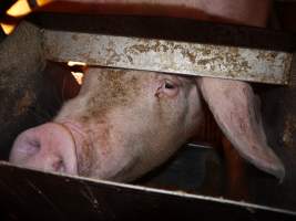 Farrowing crates at Golden Grove Piggery NSW - Australian pig farming - Captured at Golden Grove Piggery, Young NSW Australia.