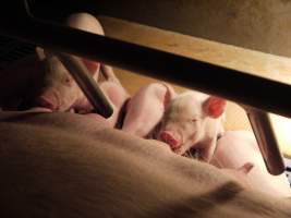 Piglets suckling - Australian pig farming - Captured at Golden Grove Piggery, Young NSW Australia.