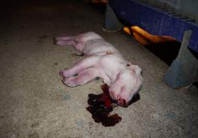 Dead piglet in aisle lying in pool of blood - Australian pig farming - Captured at Golden Grove Piggery, Young NSW Australia.