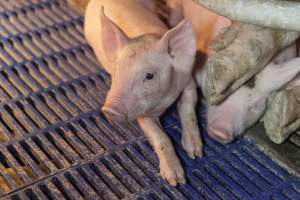 Farrowing crates at Golden Grove Piggery NSW - Australian pig farming - Captured at Golden Grove Piggery, Young NSW Australia.