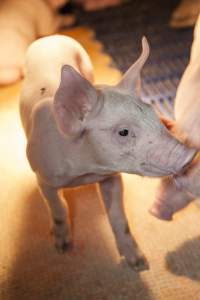 Farrowing crates at Golden Grove Piggery NSW - Australian pig farming - Captured at Golden Grove Piggery, Young NSW Australia.