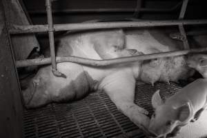 Farrowing crates at Golden Grove Piggery NSW - Australian pig farming - Captured at Golden Grove Piggery, Young NSW Australia.