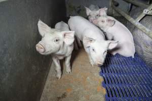 Farrowing crates at Golden Grove Piggery NSW - Australian pig farming - Captured at Golden Grove Piggery, Young NSW Australia.