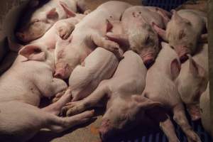 Piglets sleeping together - Australian pig farming - Captured at Golden Grove Piggery, Young NSW Australia.