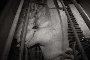 Piglets suckling - Australian pig farming - Captured at Golden Grove Piggery, Young NSW Australia.